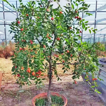 Jujube live seedlings grafted with crisp jujube and dragon whisker jujube north and south indoor balcony potted outdoor courtyard ground planting for current year results
