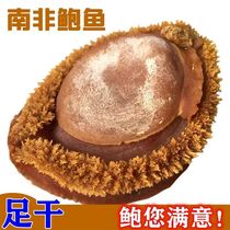 South Africa Dry Bao Cardigan Abalone abalone Deep-sea Pure Natural Net Baugine Pabalone Dry Degree 500g