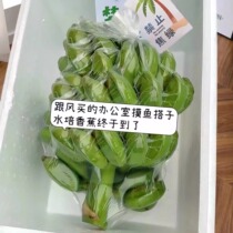 Ban banana green banana green plant hydroponic millet banana apple banana station green plant edible green plant refuse anxiety pot