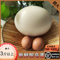 Fresh Ostrich Egg Bigs family culture emu hump egg stand summer festival Egg King and Eat Cisrich