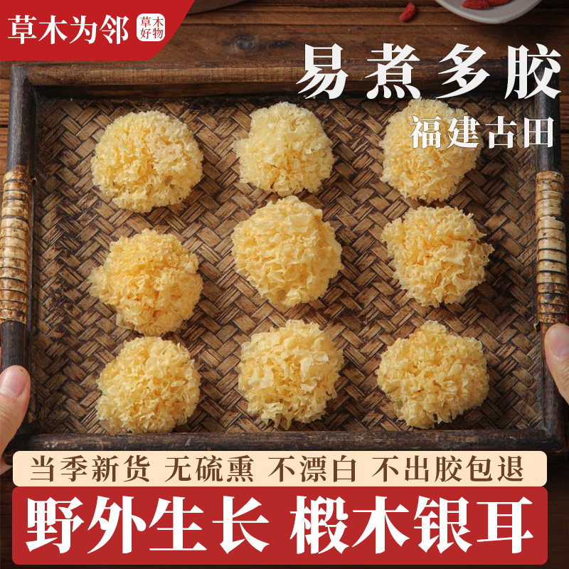 新鮮で本物の古田高山菩提樹で乾燥させた小キクラゲ。特産品で、硫黄を含まず、砕いてあるため柔らかく粘り気があり、ゼラチンが簡単に剥がれます。