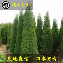 Tower cypress saplings pine saplings cypress arborvitae juniper cypress cypress cypress Shu cypress pagoda pine Christmas tree dragon cypress seedlings evergreen saplings