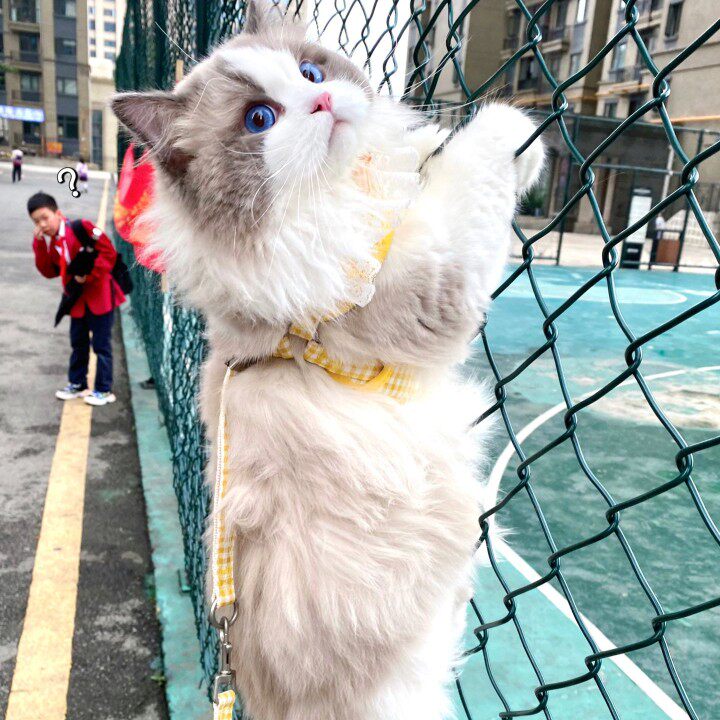 北京暹罗猫舍:揭开星罗猫与蓝眼睛的神秘面纱-猫咪-淘宝百科网
