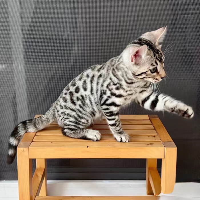 ファッション通販 孟加拉豹猫幼崽纯种银雪豹短毛猫赛级玩具虎宠物猫活体领养，你 絵画