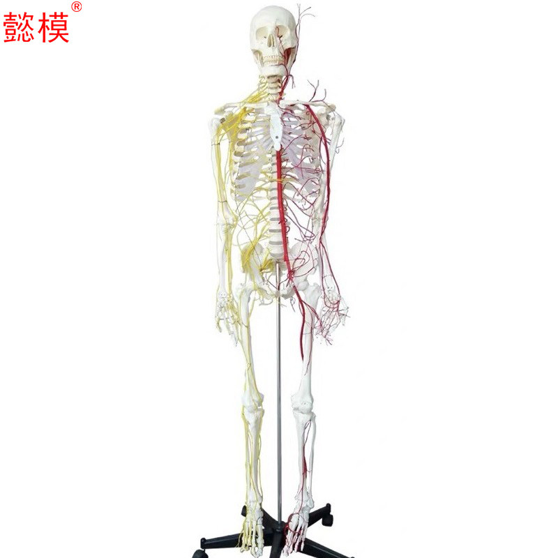 懿模 XC101B 人体全身神经血管骨骼模型