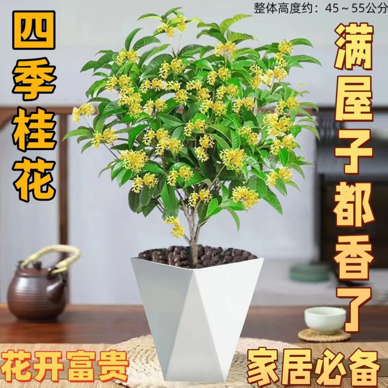 Old Bonsai Osmanthus Tree for Indoor Balcony, Richly Fragrant Plant for Office or Living Room Display, Not a Fake One Old Bonsai Osmanthus Tree for Indoor Balcony, Richly Fragrant Plant for Office or Living Room Display, Not a Fake One