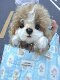 Vockoo High-End Doll Chef Puppy Handmade Jointed Doll Imported Mohair Birthday Christmas New Year Gift