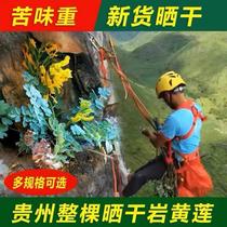 Coptis chinensis Hu Yanlian Coptis chinensis naturally dried 100g soaked in water