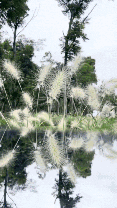 P_015.gif