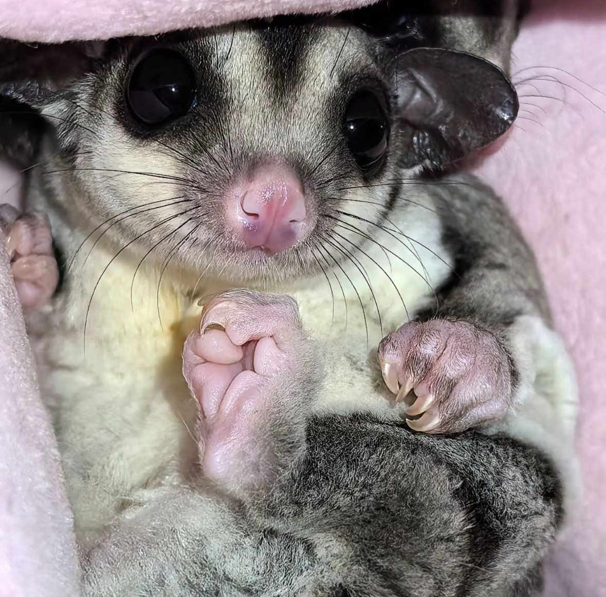 毛小孩食安誰來顧？權責劃分不清、抽驗少、法源不足都可能釀成食安漏洞！ @ 食力foodNEXT‧食事求實的知識頻道, image size:1179x1162