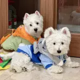 Демисезонный пуховик, милая шапка с капюшоном, увеличенная толщина