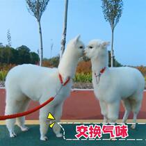 Alpaca 1 traction rope sheep walking tie alpaca rope automatic adjustment collar medium and large domestic pet tie