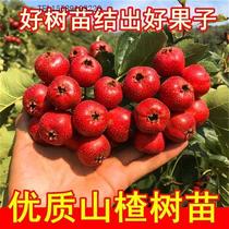 Extra large sweet hawthorn tree live seedlings seedless hawthorn tree fruit seedlings grafted to the north and south for four seasons planting of courtyard fruit trees