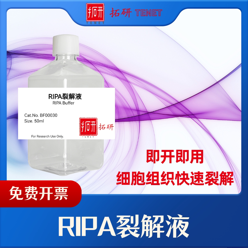 RIPA裂解液/RIPA Buffer/细胞裂解液/裂解液