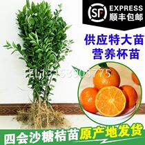 Guangxi Sand Sugar Orange Tree Miao Golden Autumn Non-nuclear Graft Zhaoqing Four Will Granulated Sugar Orange Fruit Tree Potted Citrus Fruit Seedlings