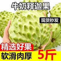 Milk Custard Apple Fresh Tropical Fruit Large Fruit Milk Custard Apple Soursop Pineapple Custard Apple Muni Sweet Fruit