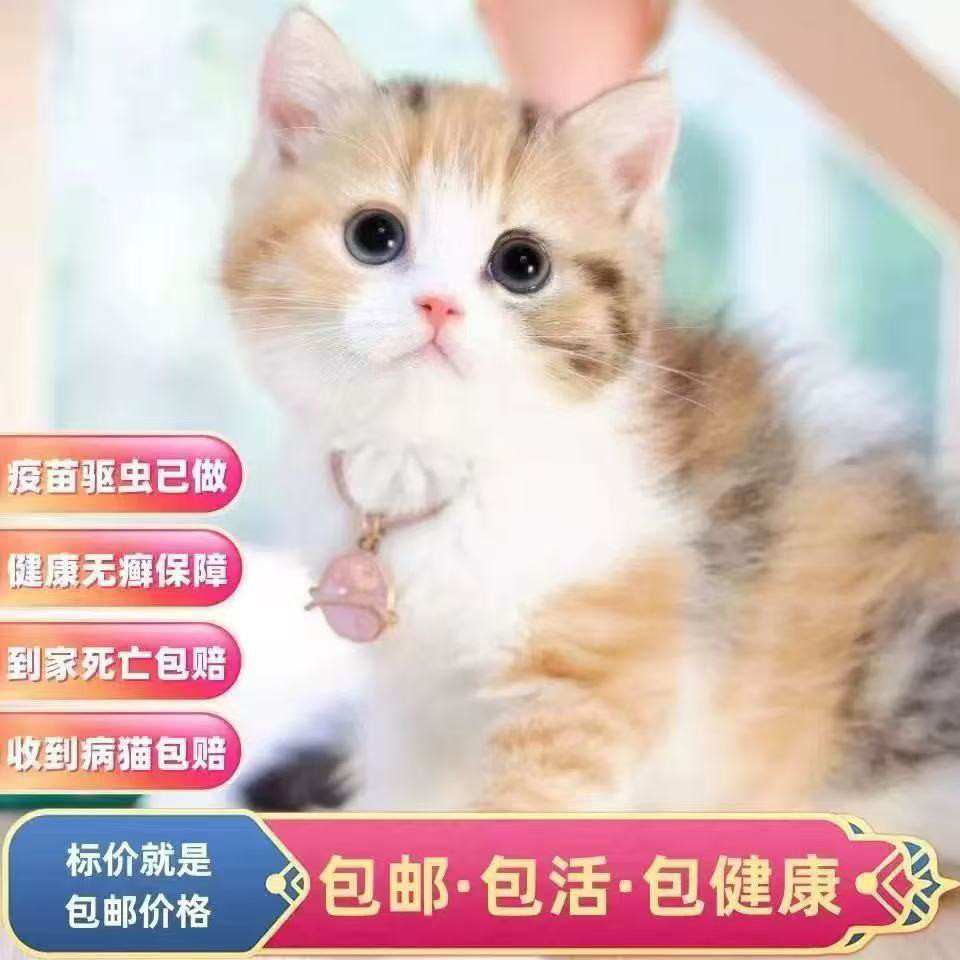 🐱中华田园猫橘猫狮子猫狸花猫幼崽三花猫奶牛猫纯黑纯白蓝猫幼崽：萌宠
