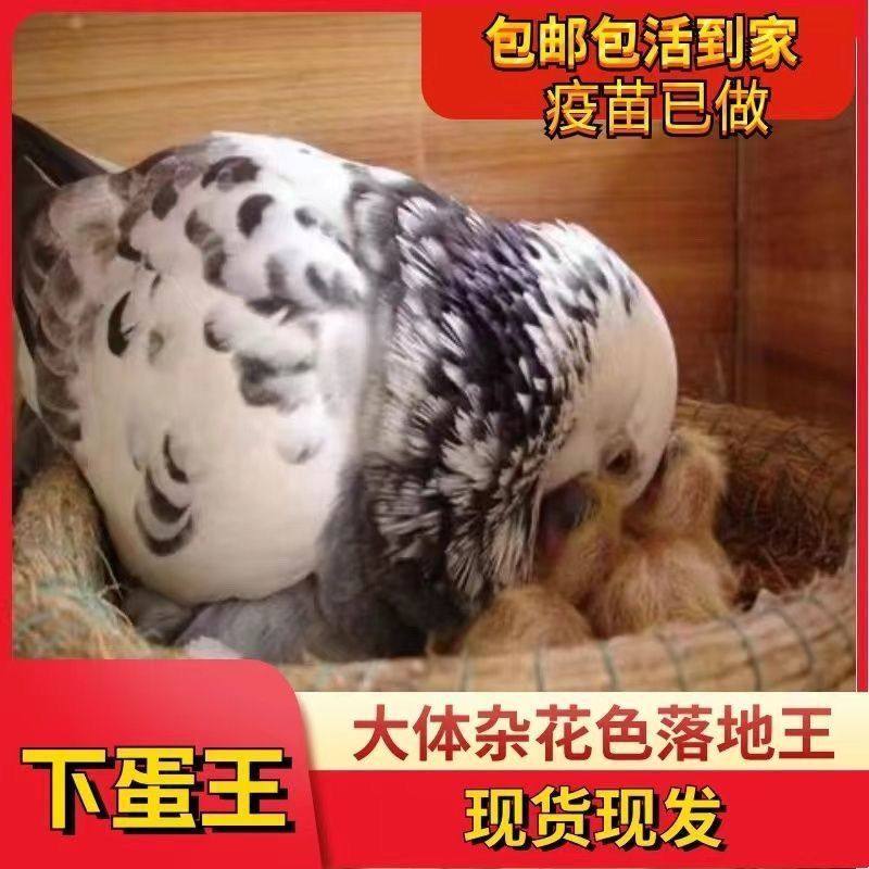 元宝鸽怎么选？纯种观赏鸽肉鸽落地王鸽全解析！ 鸟 淘宝百科网 