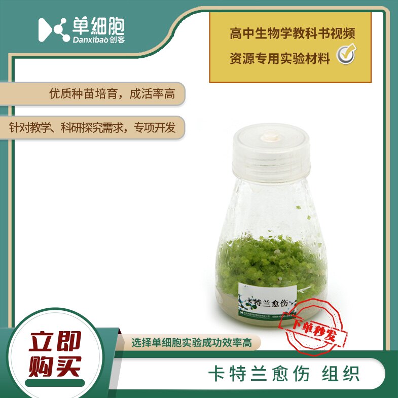 高中生物实验专用 卡特兰愈伤组培苗