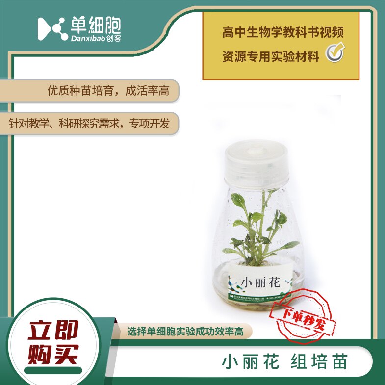 高中生物实验专用  小丽花组培苗