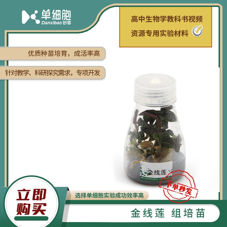 高中生物实验专用  金线莲组培苗