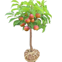 Authentic apricot tree fruit seedlings extra large apricot grafted seedlings southern and northern potted ground planting courtyard planting fruit tree fruit seedlings in all seasons
