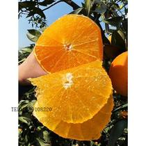 Gannan navel orange saplings Fengjie orange saplings grafted extra-large southern plantings courtyard potted plants fruiting seedlings in the same year