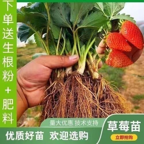 Strawberry seedlings seedlings cream straw plum planting season red and colorful potted plants of the year to eat fruit saplings to raise naked root plants-Taobao