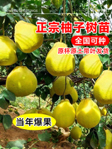 Pomelo saplings Guangxi Meizhou Dashatian pomelo red heart courtyard fruit trees fruit seedlings potted plants four-season cold-resistant grafting