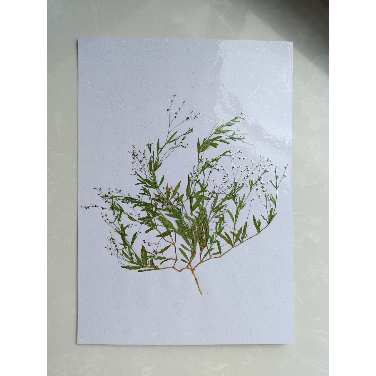 整株植物标本A3大小|科普展览用塑封成品,一眼惊艳的自然之美🌿-标本类装饰画-淘宝百科网