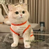 Кошачья одежда котенок летний жилет тонкий стиль антиворота золотоноседленного слоистых слоистых слоистых и белых питомцев Средний и большая собака