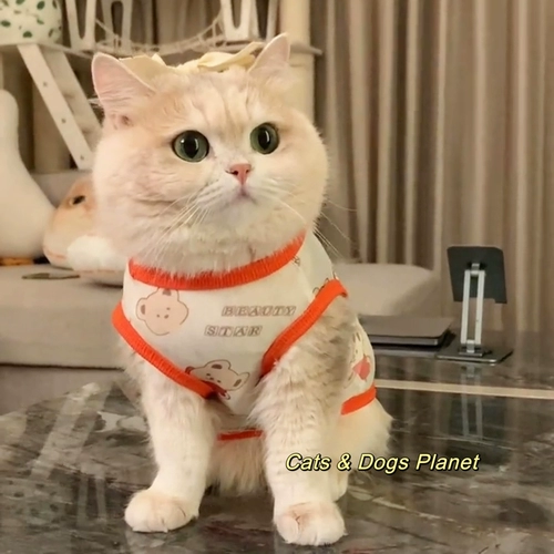 Кошачья одежда котенок летний жилет тонкий стиль антиворота золотоноседленного слоистых слоистых слоистых и белых питомцев Средний и большая собака