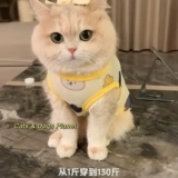Кошачья одежда котенок летний жилет тонкий стиль антиворота золотоноседленного слоистых слоистых слоистых и белых питомцев Средний и большая собака