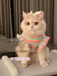 Cat Clothes Summer Dog Vest Pet Anti-Shedding Suspender Dress Ragdoll Devon Kitten Cat Golden Tabby Universal