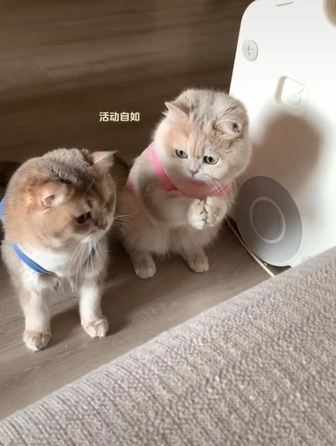 Мятный летний шнурок-держатель, тонкий жилет