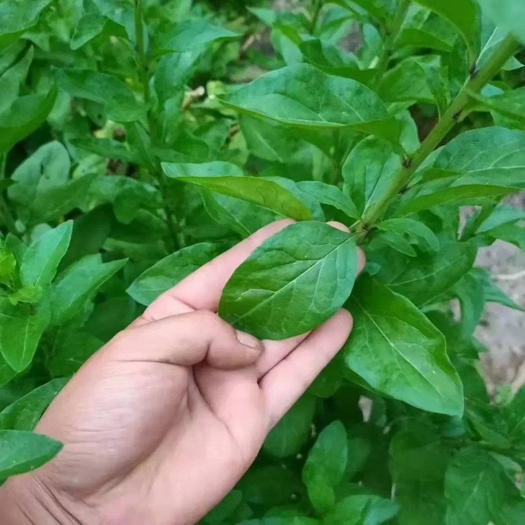 福建鲜嫩枸杞叶500g!煮汤一绝!这波养生真的太香了!-叶菜类-淘宝好物网
