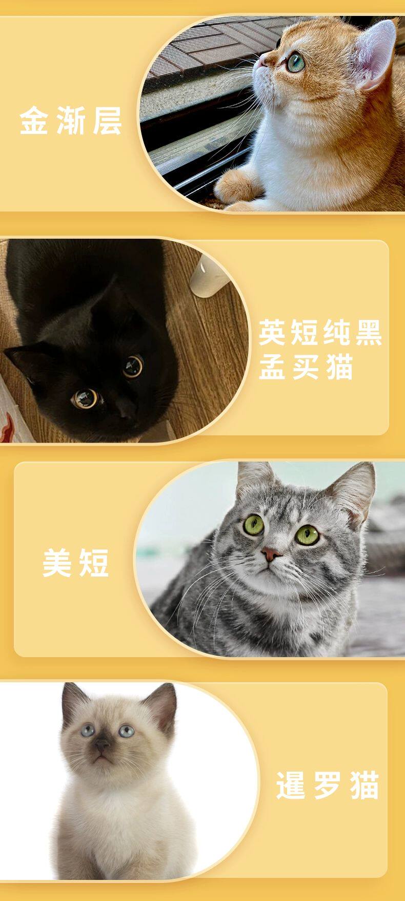 ПЭТ Элизабет 香港发货英短银渐层幼猫纯种宠物猫咪活体银点纯白矮脚猫曼基康猫