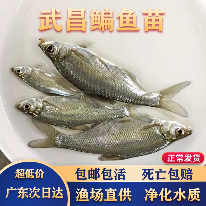 鳊鱼鱼苗(武昌鱼苗)养殖必备!三角鲂、团头鲂鱼苗全攻略,新手也能轻松养出大肥鱼!-鱼苗-淘宝好物网