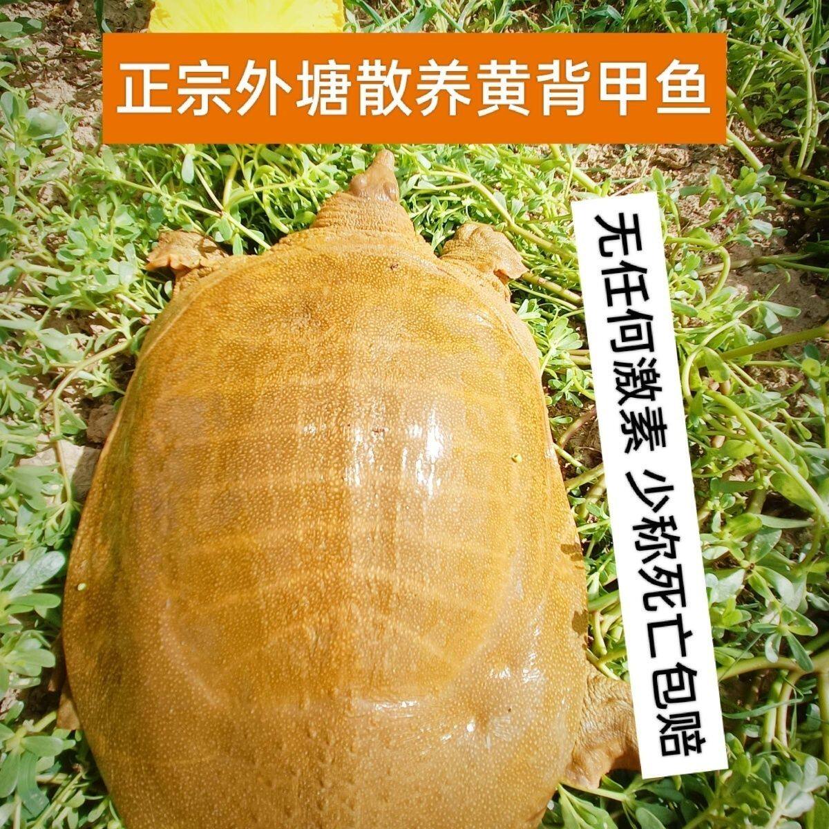130生鲜店铺