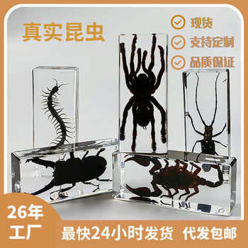 Real Resin Insect Specimens, Real Insects, Beetles, Spiders, Leaf Beetles, Moths, Scorpions, Mantis, Lizards, Amber Specimen Ornaments