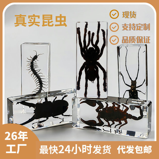 Real Resin Insect Specimens, Real Insects, Beetles, Spiders, Leaf Beetles, Moths, Scorpions, Mantis, Lizards, Amber Specimen Ornaments