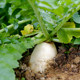 Summer heat-resistant white jade radish large white radish species