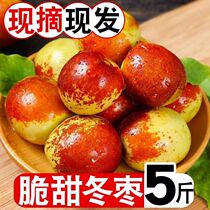 (Orchard Direct Selling) Зимние даты Свежие 5 catties Crisp Sweet date Fresh Spot Fruit 5 catty Zaozi Fresh