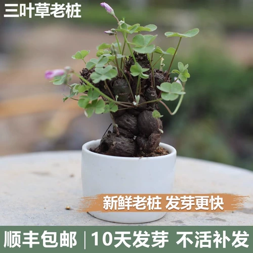 Форма миниатюрного бонсай клевера, небольшой старый ворсовый материал, рассада, ручной миниатюрный шафран в горшке, щавель