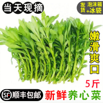 (SF Express) Fresh cabbage cabbage high calcium seasonal specialty vegetables restaurant and hotel vegetables non-vegetable seedlings