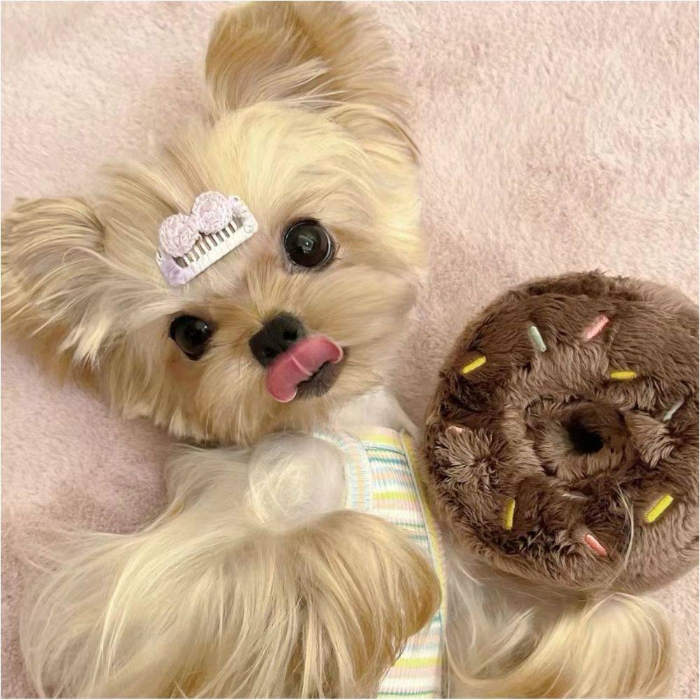 ERIN - 雌性（约克夏梗） – Kim's Pups, image size:1000x1000