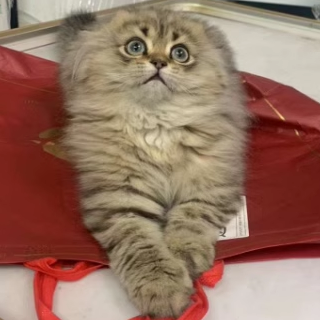 猫的17年