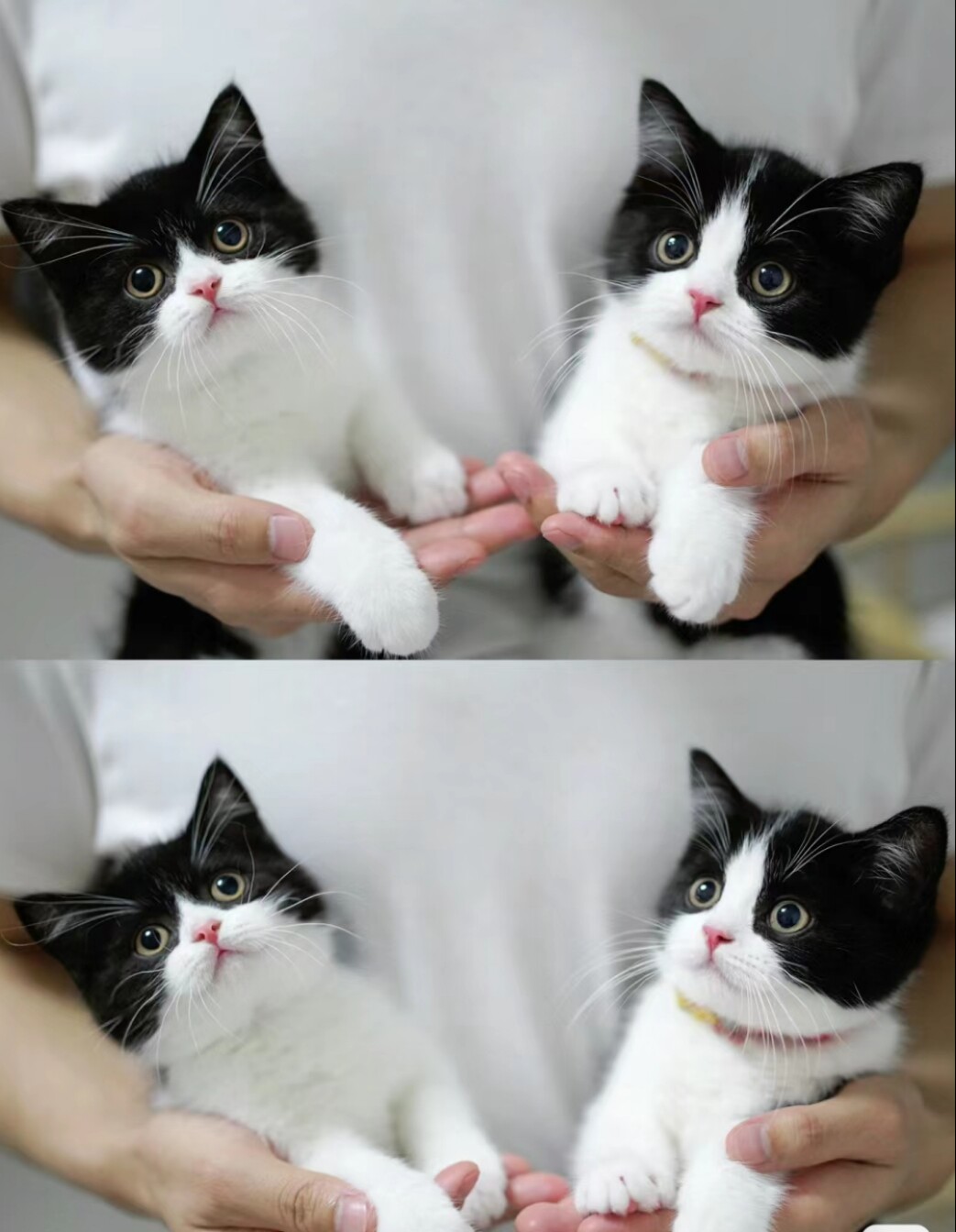 纯种黑白正八开脸英短奶牛猫幼崽矮脚曼基康短毛猫:萌力爆表,铲屎官必备!-猫窝-淘宝好物网