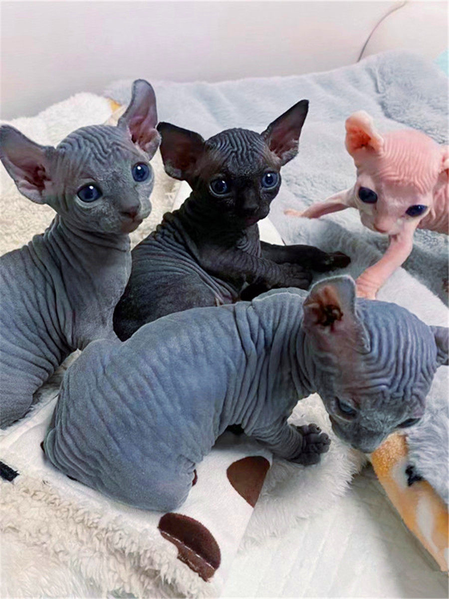 膠囊娃娃狐狸本體♥️客製♥九尾狐‐ Mercari 日本最大二手網購平台, image size:900x1200