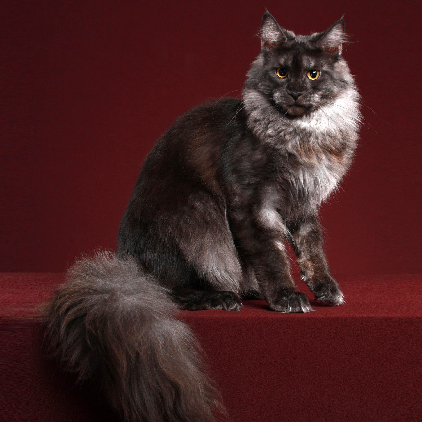 宝岛环游记之喵居珈琲与烟熏猫民宿| 喵喵妈文集, image size:1451x1451